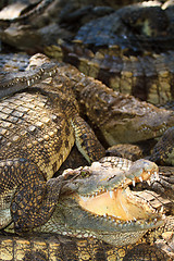 Image showing Crocodiles in water