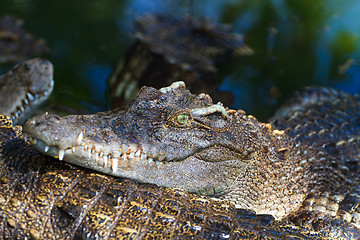 Image showing Crocodiles in water