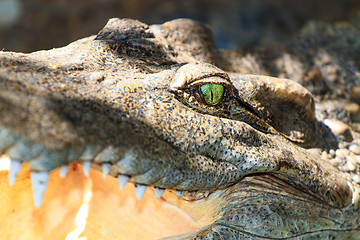 Image showing Crocodiles in water