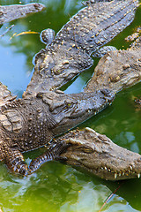 Image showing Crocodiles in water