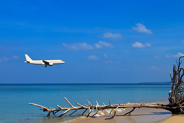 Image showing sea and coconut palm