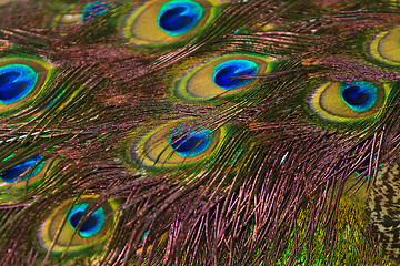 Image showing Peacock feathers