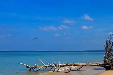 Image showing sea and coconut palm