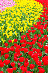 Image showing tulip flower 