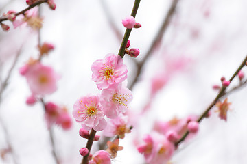 Image showing cherry blossoms 