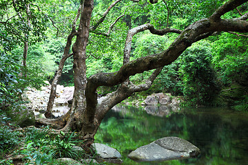 Image showing forest with water and tree