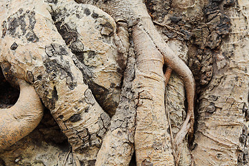 Image showing tree roots