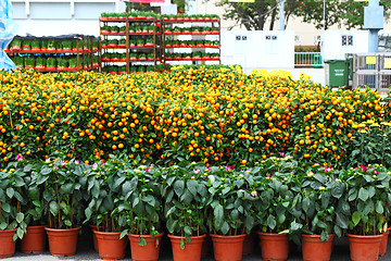 Image showing flower fair for chinese new year