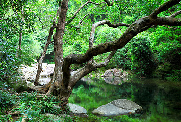 Image showing tree and water in jungle