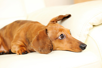 Image showing dachshund dog on sofa
