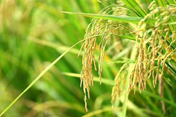 Image showing Paddy Rice