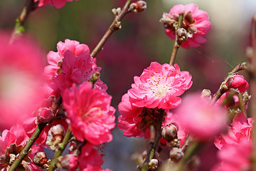 Image showing peach blossom , decoration flower for chinese new year