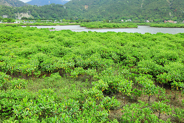 Image showing Red Mangroves