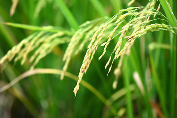 Image showing Paddy Rice