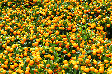 Image showing chinese kumquat for chinese new year