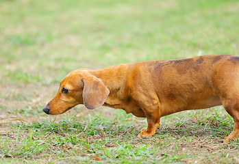 Image showing dachshund dog