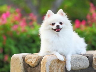 Image showing White Pomeranian dog 