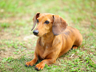 Image showing dachshund dog