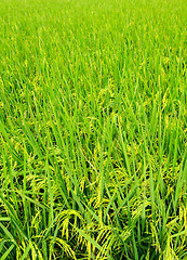 Image showing Paddy Rice 