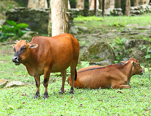 Image showing Cow