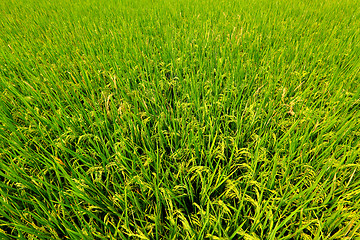 Image showing rice field 