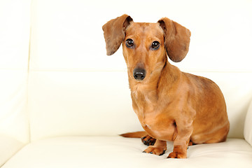 Image showing dachshund dog on sofa