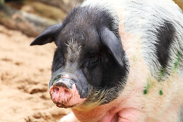 Image showing pig