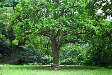 Image showing big tree