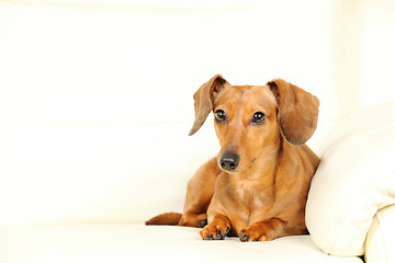 Image showing dachshund dog on sofa