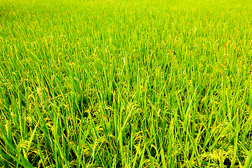 Image showing Paddy Rice