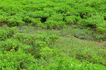 Image showing Red Mangroves