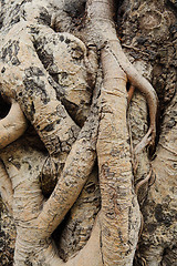 Image showing tree root