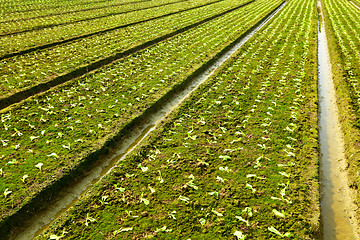 Image showing farm field 