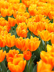 Image showing flowers tulips