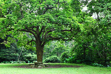 Image showing big tree