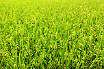 Image showing Paddy Rice 