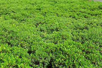 Image showing Red Mangroves