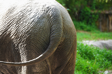 Image showing Elephant tail