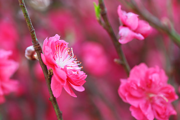 Image showing peach blossom , decoration flower for chinese new year