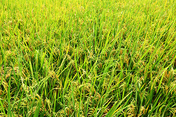 Image showing paddy rice in field
