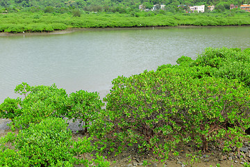 Image showing Red Mangroves