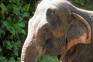 Image showing elephant 