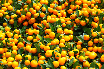 Image showing chinese kumquat for chinese new year