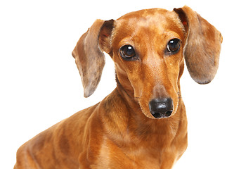 Image showing dachshund dog