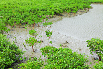 Image showing Red Mangroves