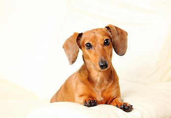 Image showing dachshund dog on sofa