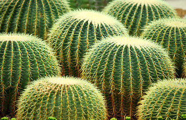 Image showing cactus 