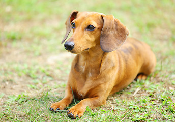 Image showing dachshund dog