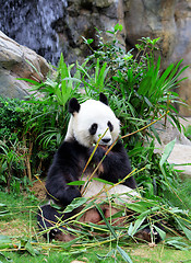 Image showing Giant panda eating bamboo