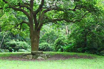 Image showing big tree 